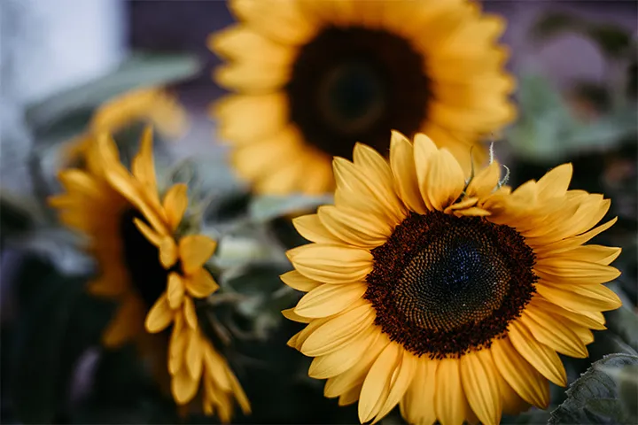 leuchtende Sonnenblumen im Rehazentrum